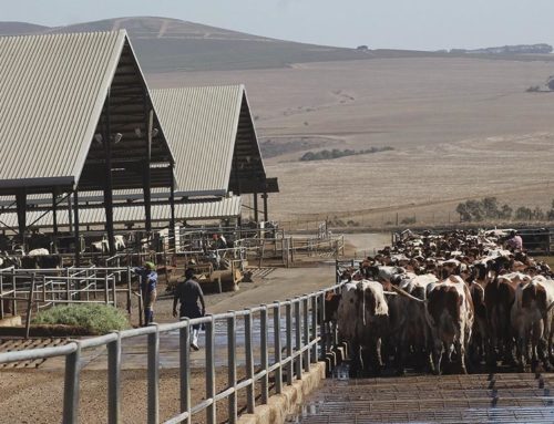 The Fairest Fair Cape aka My trip to the dairy farm