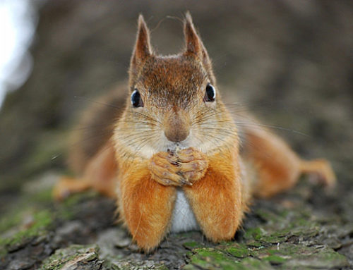 i’m becoming the Squirrel guy, and it is scary!