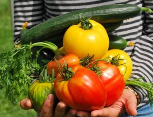 The Little Garden That Could