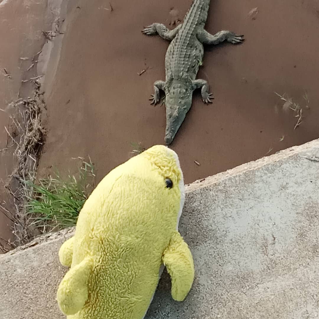 No_bob goes to the Kruger